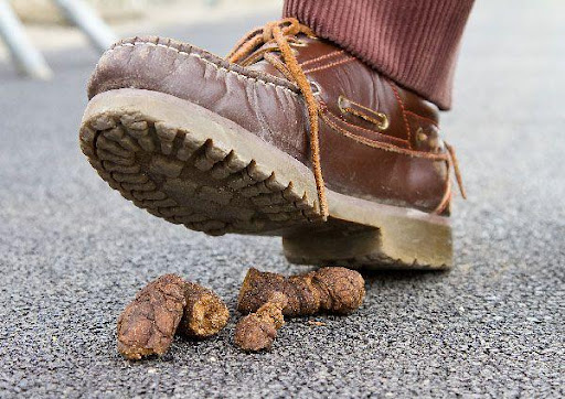How to Get Dog Poop Off Shoe | Scoopology Pet Waste Removal