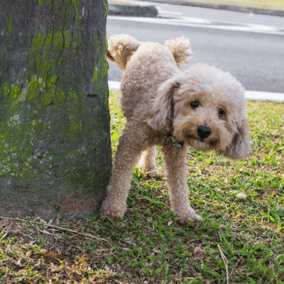 How Often Should I Walk My Dog to Pee?