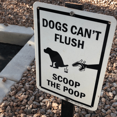 Can I Report My Neighbor for Not Picking Up Dog Poop?